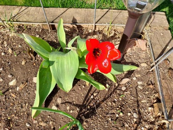 Tulip blooming in Montana