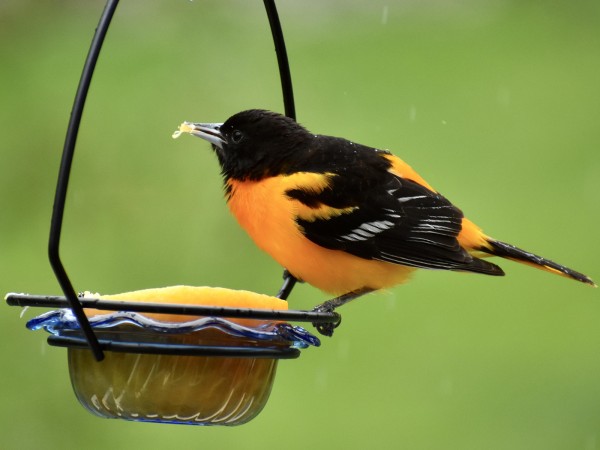 Baltimore Oriole