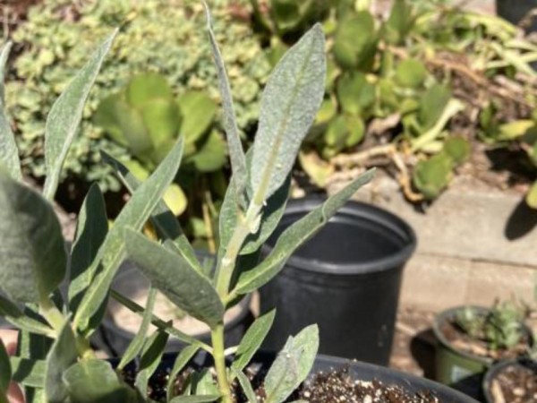 Monarch eggs in California