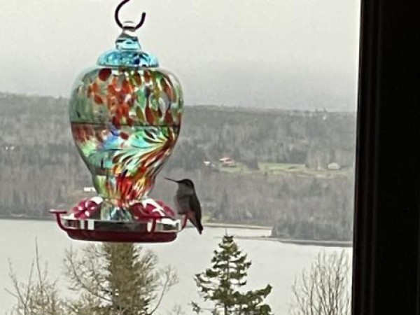 Ruby-throated Hummingbird