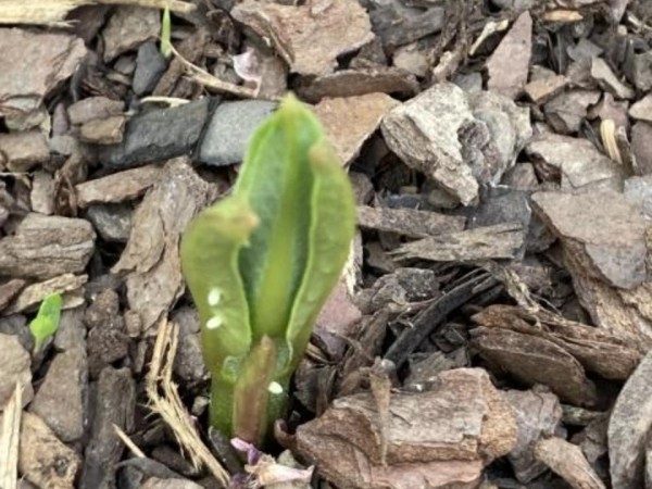Monarch eggs on milkweed 