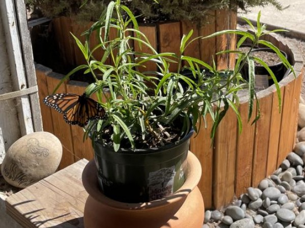 Monarch on milkweed in California