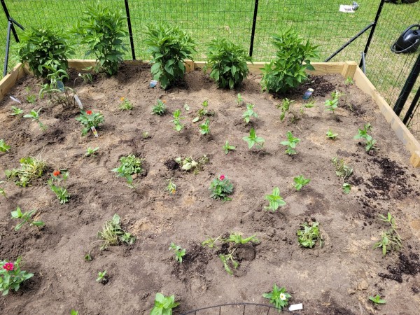 students and their teacher fundraised for this school pollinator garden 