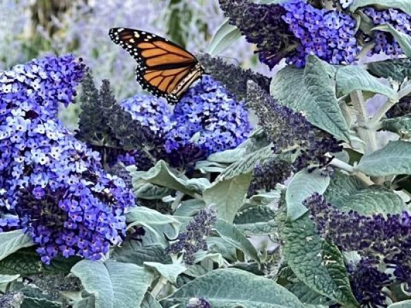 Monarch in California