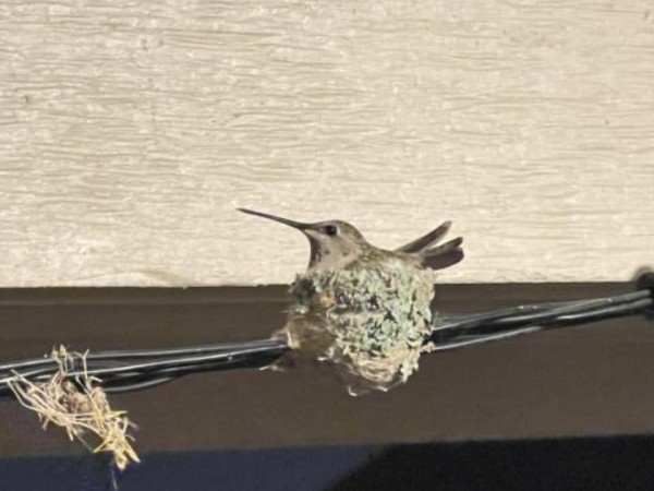 hummingbird on nest