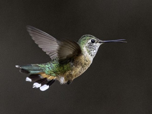Female Broad-tailed Hummingbird