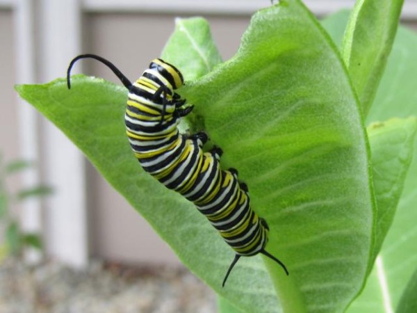 Monarch larva on milkweed