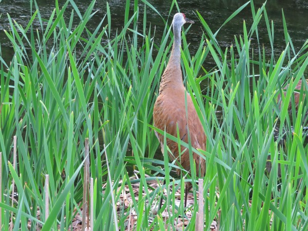Sandhill Crane