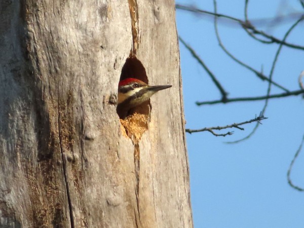 Pileated Woodpecker