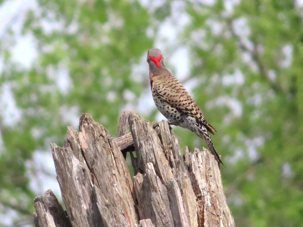 Northern Flicker
