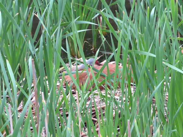 Sandhill Crane on nest