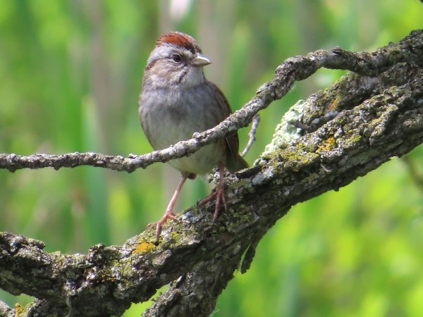 Swamp Sparrow