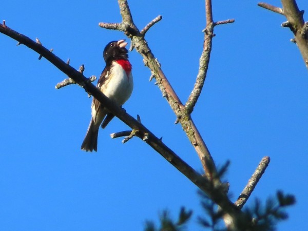 Rose-breasted Grosbeak