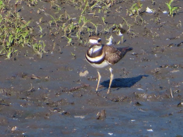 Killdeer