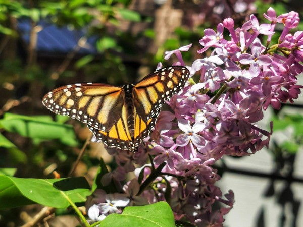 Monarch Butterfly on lilacs in Ontario