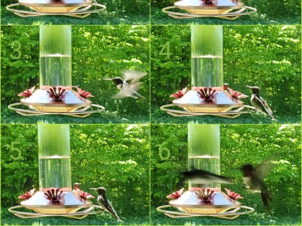 Ruby-throated Hummingbirds