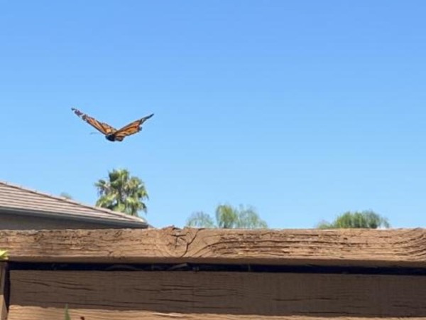 Monarch flying in Southern California