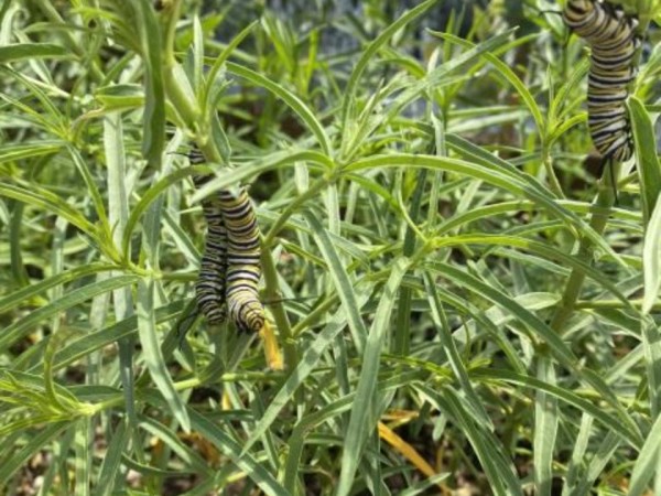 Larvae on Narrow Leaf Milkweed