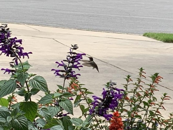 Ruby-throated Hummingbird