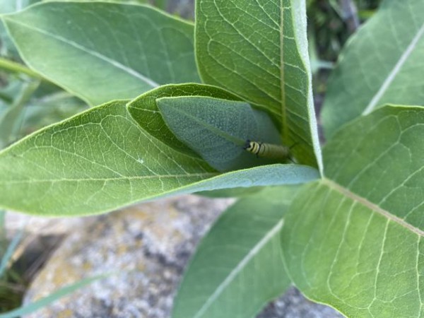 Monarch larvae on milkweed