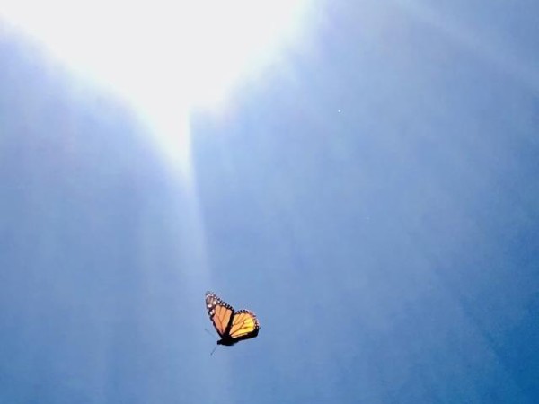 monarch butterfly in Utah
