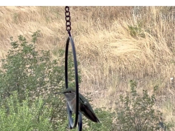 perching rufous hummingbird on an iron bar 