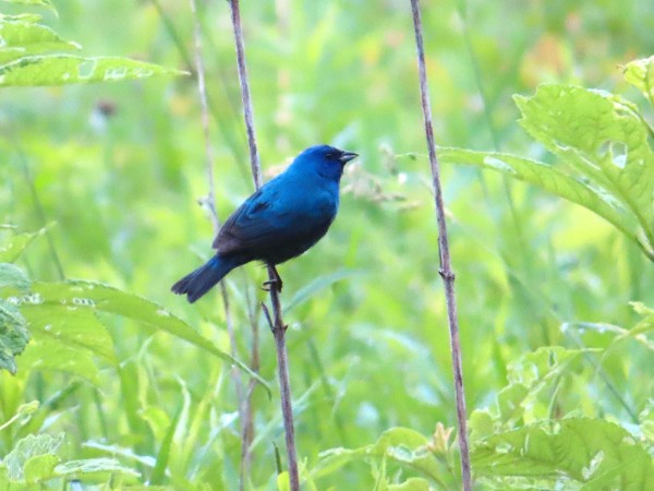 Indigo Bunting 