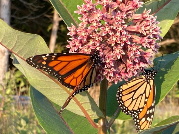 nectaring on joe pye weed