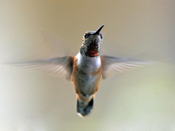Ruby throated hummingbird