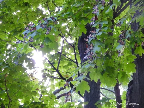 monarch roosting in a tree