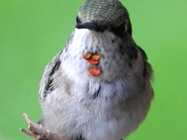 Ruby throated hummingbird -- young male 