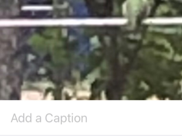 Ruby throated hummingbird