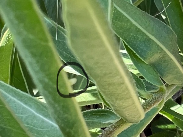 monarch egg