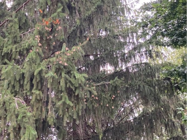 monarch roost in a pine tree