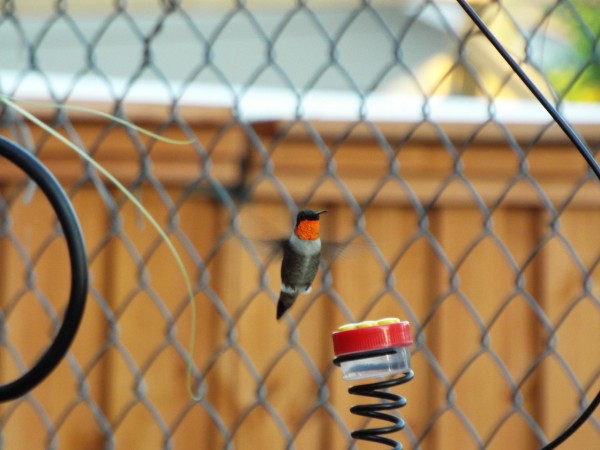 hummingbird a hoover over feeder