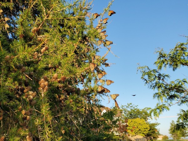 monarch roost