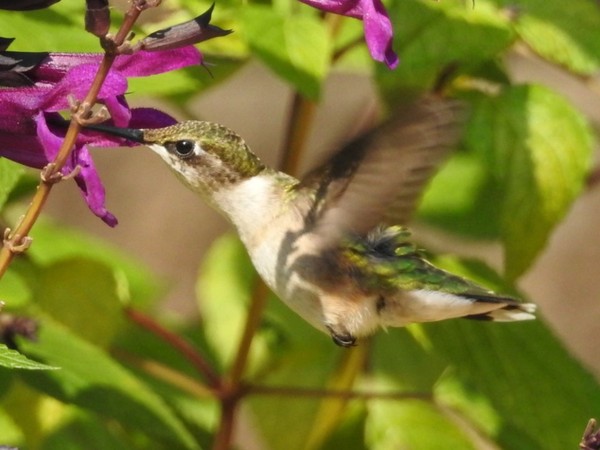 Ruby throated hummingbird
