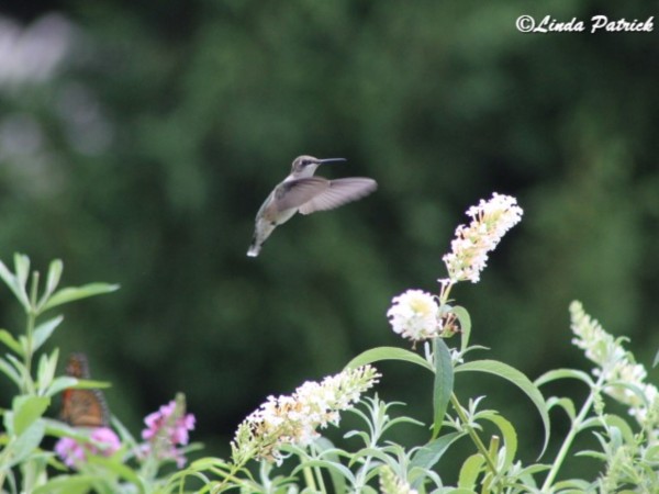 Ruby throated hummingbird