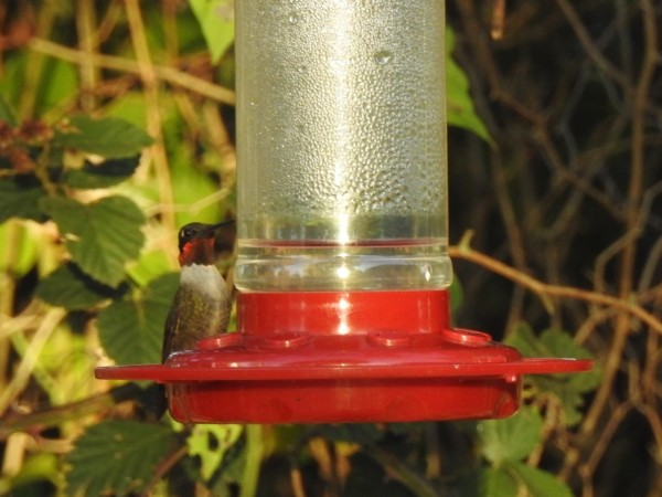 hummingbird a hoover at feeder