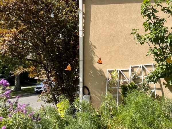 many monarchs fluttering by