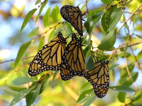 monarch roost