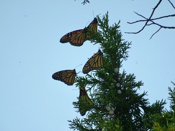 monarch roost