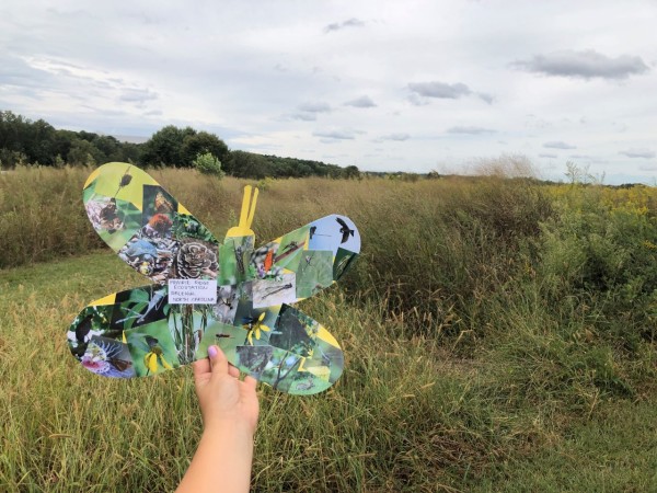 ambassador butterfly