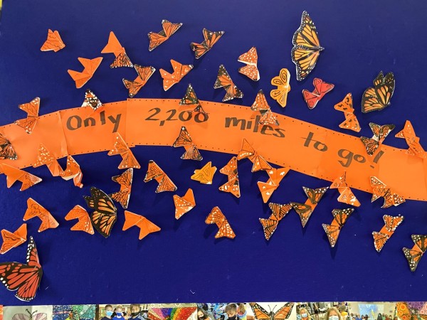 ambassador butterfly