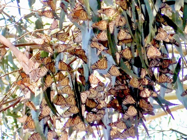 Cluster of monarchs in California