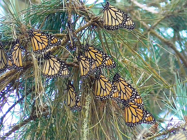 Monarchs on pine tree