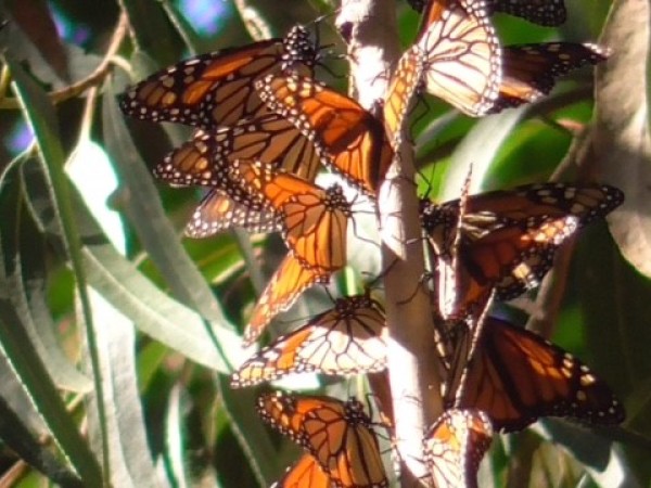 Monarchs basking in the sun
