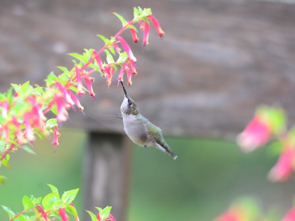 Ruby-throated Hummingbird