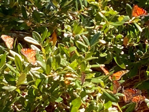 Migrating monarchs along Gulf Coast
