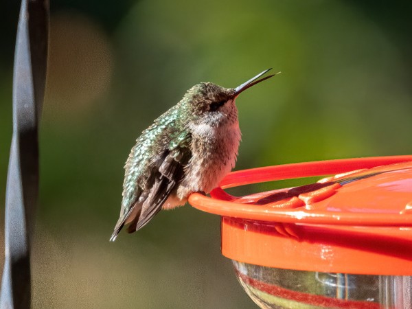 Ruby-throated Hummingbird